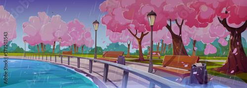 Spring landscape with embankment, japanese sakura trees, lake and benches in rain. Park or garden with chinese cherry trees on river shore in rainy weather, vector cartoon illustration