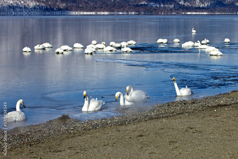 屈斜路湖の白鳥（弟子屈町）