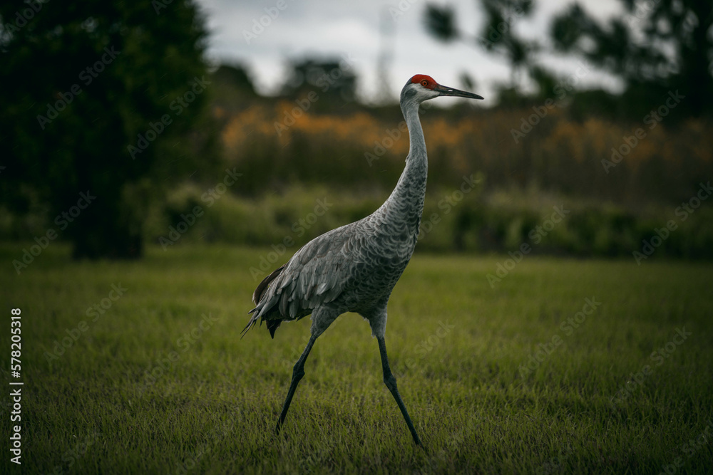 Florida Crane