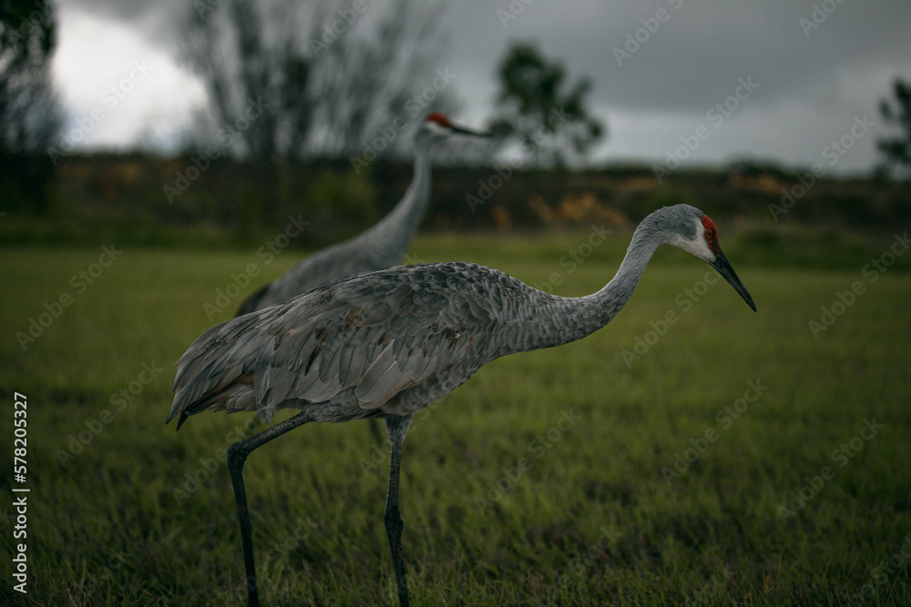 Obraz premium Sandhill crane