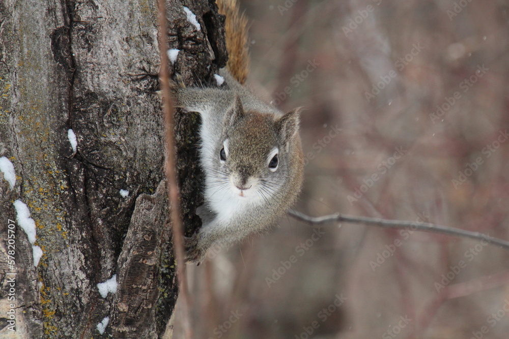 squirrel on a tree, William Hawrelak Park, Edmonton, Alberta squirrel on a tree, William Hawrelak Park, Edmonton, Alberta