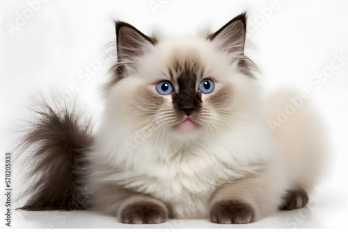 Portrait Ragdoll cat, small kitten portrait isolated on white background photography made with Generative AI