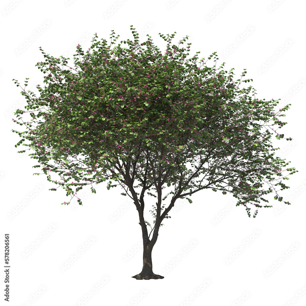 Cercis Siliquastrum, Yudas Tree, light for daylight, easy to use, 3d render, isolated 