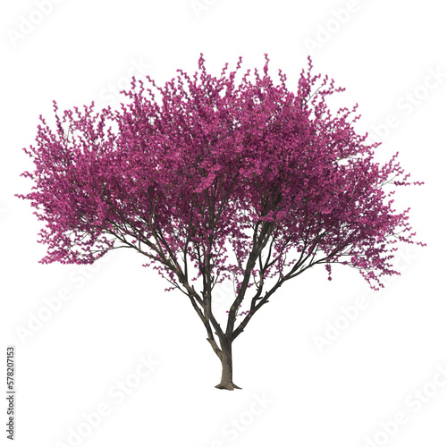 Cercis Siliquastrum, Yudas Tree, light for daylight, easy to use, 3d render, isolated