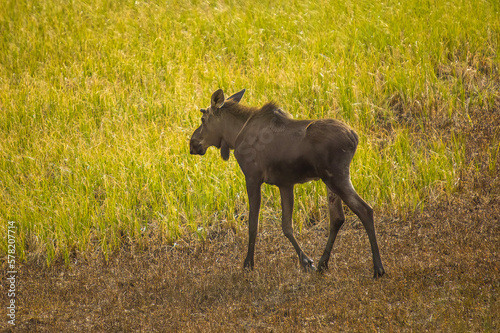 Young Moose on a stroll © Chris