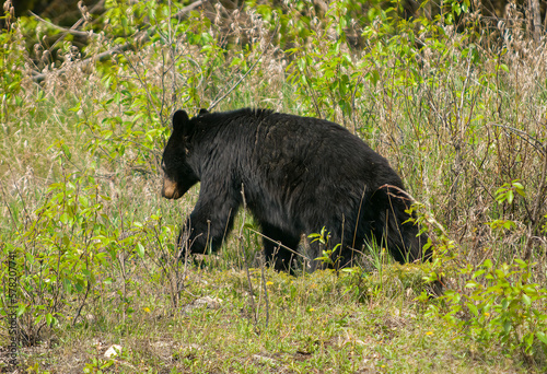 Black bear in springtine