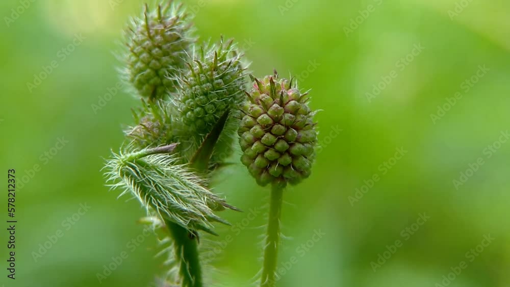 Mimosa Pudica flower on nature green background Mimosa Pudica flower on nature green background