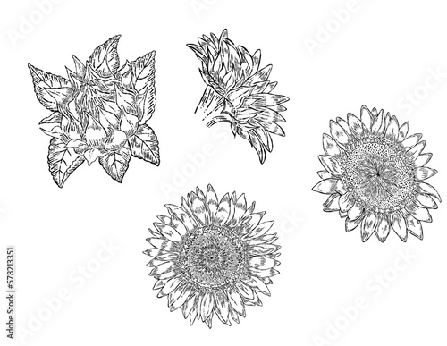 線画のひまわりの花のパーツイラスト素材セット