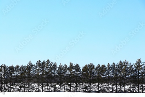 雪景色と防風林