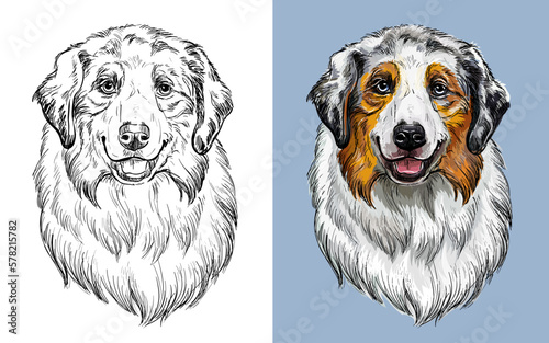 Australian shepherd dog vector illustration close up portrait