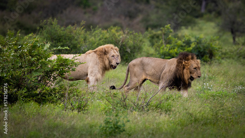 Fotografie a coalition of lions including a rare white lion