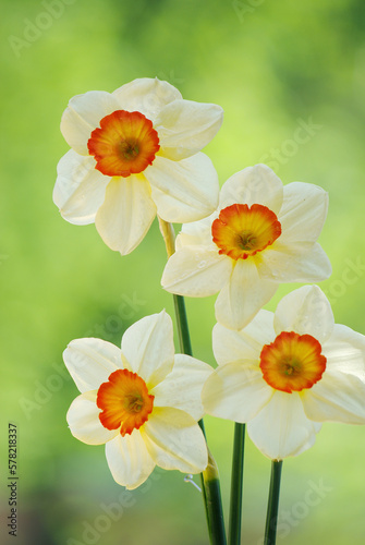 Four white daffodils in a vase on a natural background.