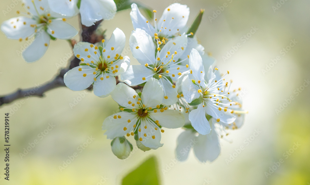 Obraz premium Flowers on a plum tree in spring.