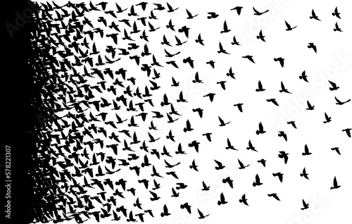Flying birds silhouettes pattern wallpaper. PNG transparent. isolated bird flying. tattoo design. template for card, package, and wallpaper. © SeemaLotion