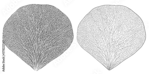 Rose petal isolated on transpatent background.  Monochrome floral design element. 