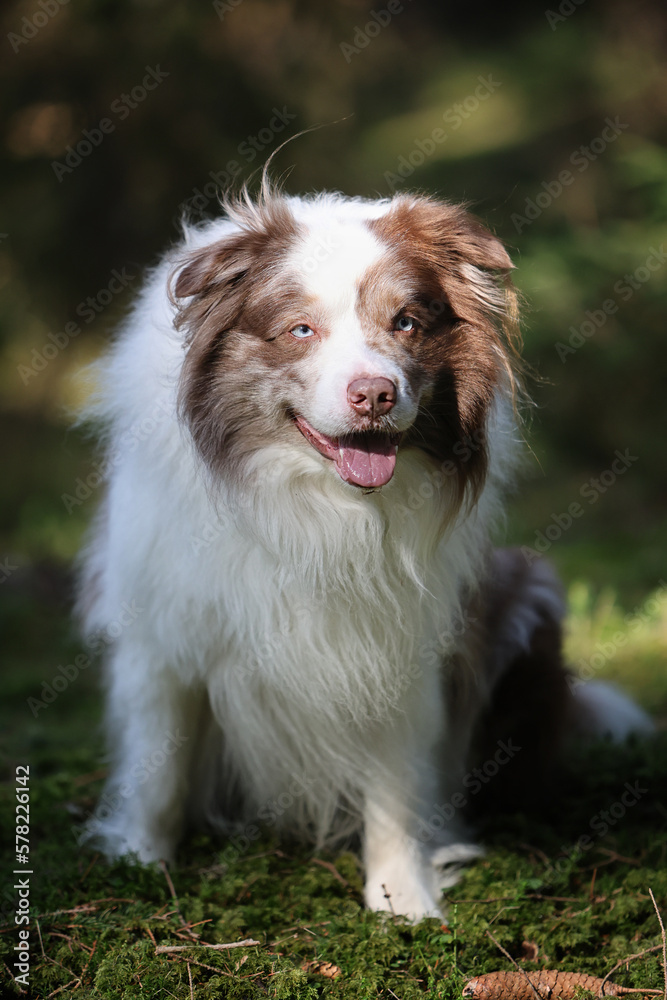 Adorable brown and white merle Bordercollie male dog with striking sky blue eyes, is sitting in the forest and looking  at the camera.