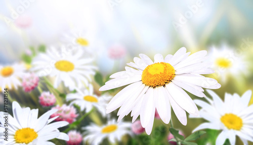 Wild flowers of chamomile in a meadow on sunny nature spring background. Summer scene with camomile flower in rays of sunlight. Close-up or macro