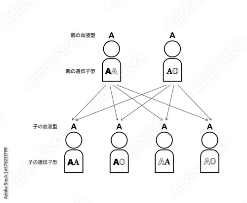 血液型の遺伝（両親がAAとAOの場合）