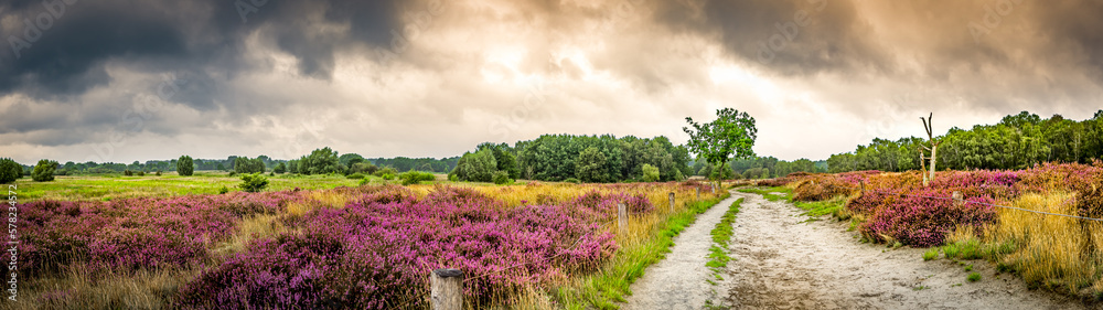 A panoramic view of the Boberger Niederung nature reserve captures lush purple heath in full blossom on a summer day, contrasted by dramatic overcast sky, inviting viewers to hike the scenic sand path A panoramic view of the Boberger Niederung nature reserve captures lush purple heath in full blossom on a summer day, contrasted by dramatic overcast sky, inviting viewers to hike the scenic sand path