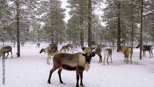 Fototapeta Naklejka Na Ścianę i Meble -  Western Siberia, a herd of reindeer in the corral.