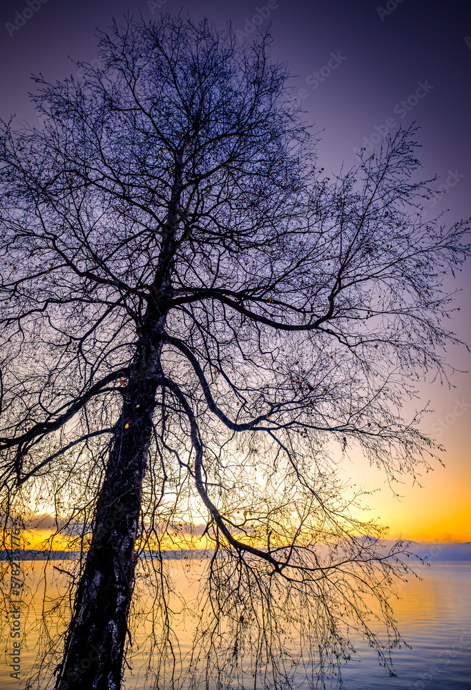 tree at a lake in austria tree at a lake in austria
