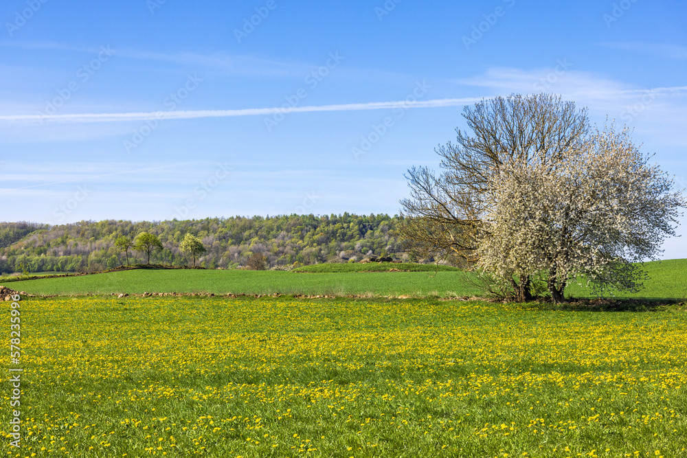 Cherry tree on a flowering meadow at springtime