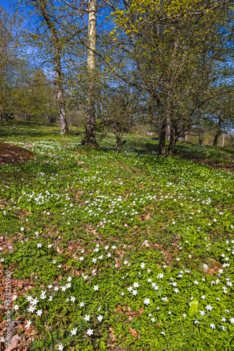 Meadow with flowering Wood anemone on a sunny spring day