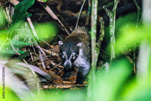 White-nosed coati in a rainforest photo