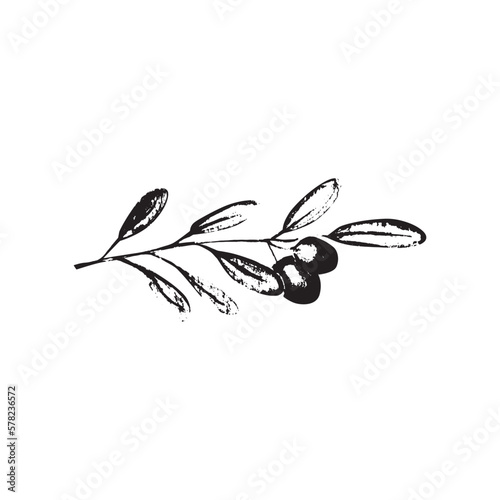 Tablou pe pânză Green olive plant on white background vector  illustration