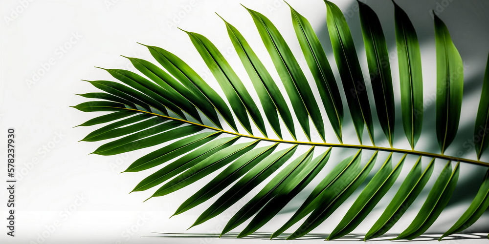 Obraz premium Green palm on white background