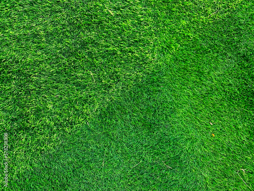 Photography detailed close up of green grass background. without people