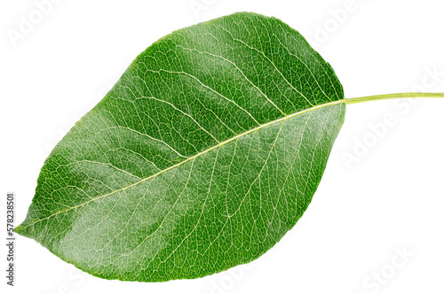 Pear green leaf isolated on transparent background. Full depth of field.