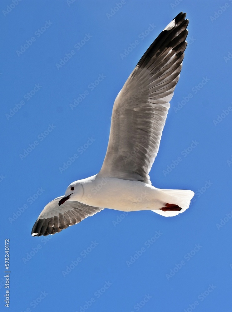 close up of a seagull in flight against blue sky close up of a seagull in flight against blue sky