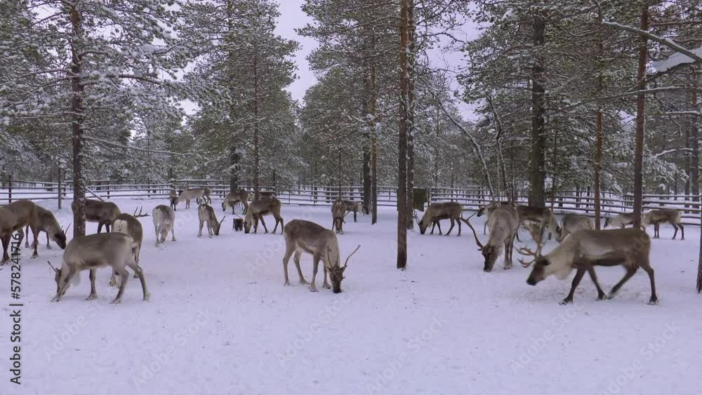 Western Siberia, a herd of reindeer in the corral. Western Siberia, a herd of reindeer in the corral.