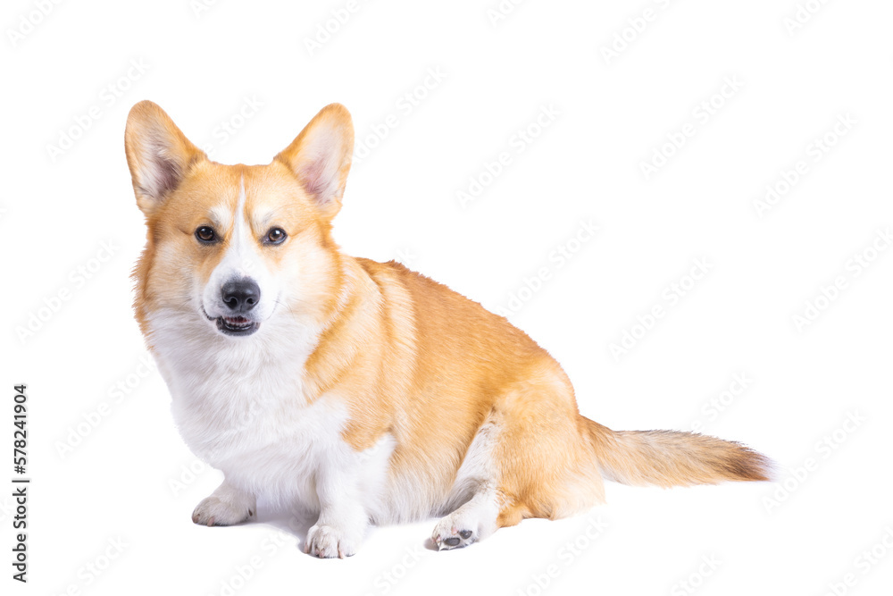 welsh corgi pembroke isolated