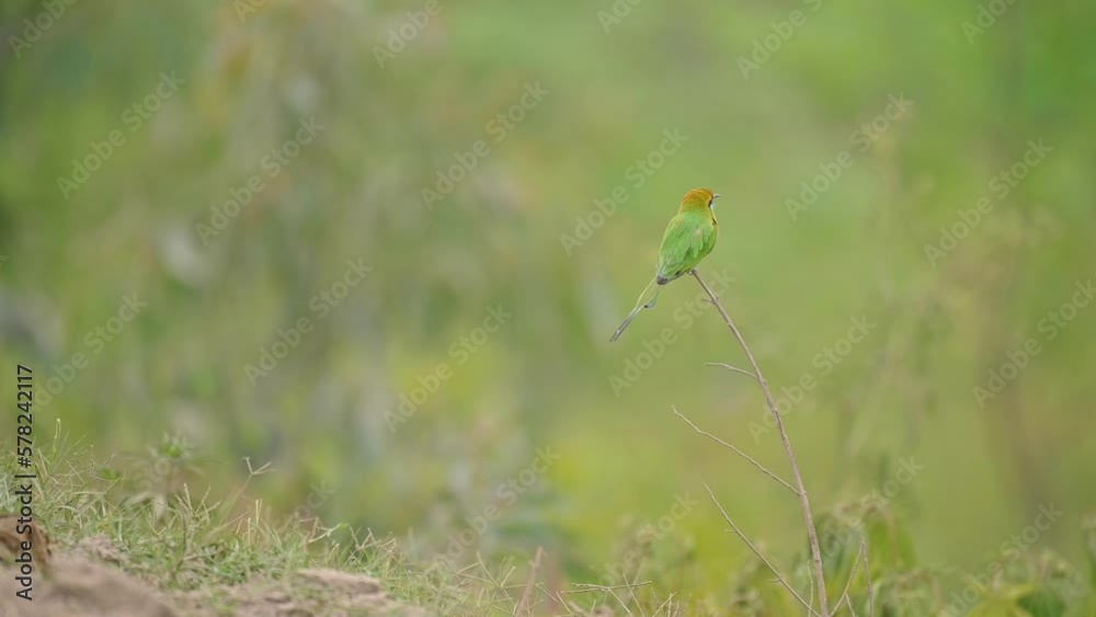 Little Green Bee-Eater landing on branch with beautiful background Little Green Bee-Eater landing on branch with beautiful background