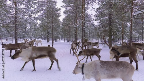 Western Siberia, a herd of reindeer in the corral.