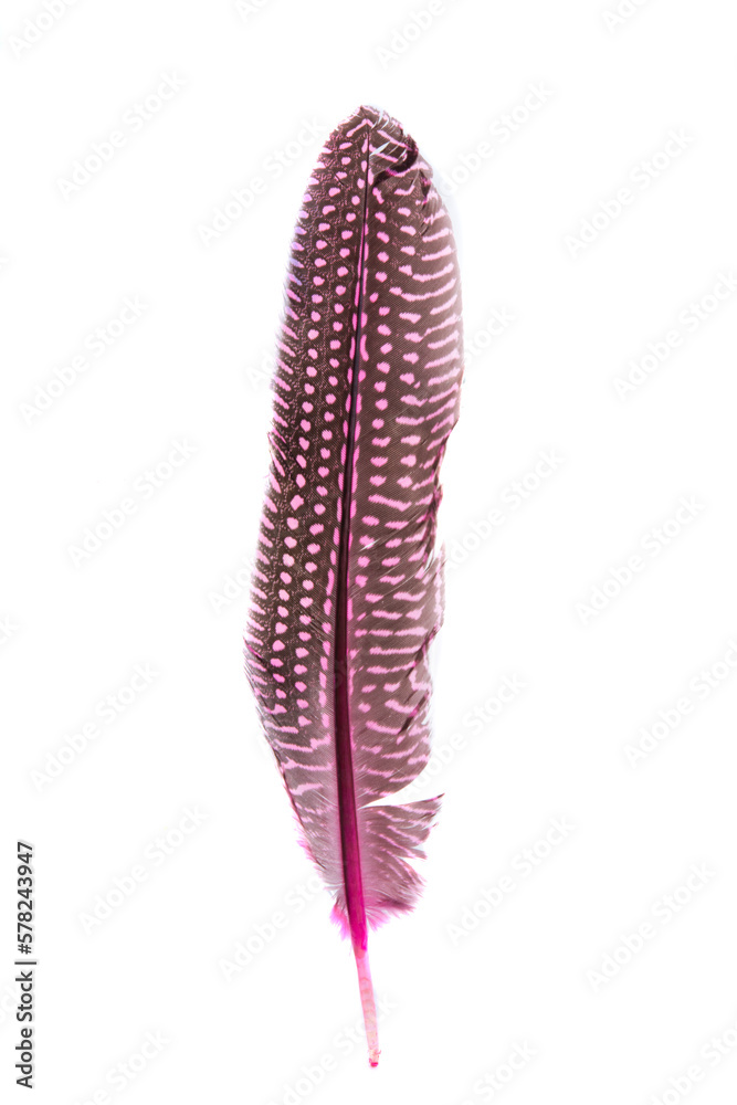 colored bird feather isolated colored bird feather isolated