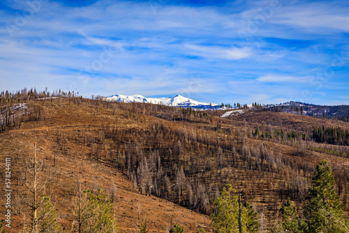 Trees and snow covered earth scorched by Caldor Fire, Sierra Nevada, California
