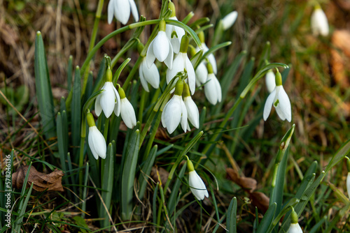 Delicate Snowdrop flower is one of the spring symbols.