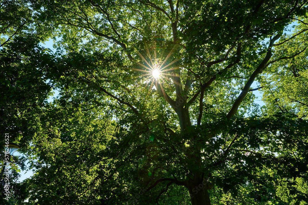 Sun shining through oak tree green leaves at summer day. Sun shining through oak tree green leaves at summer day.