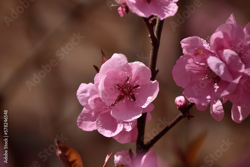 Pink cherry blossom on blurred brick wall background. Spring.