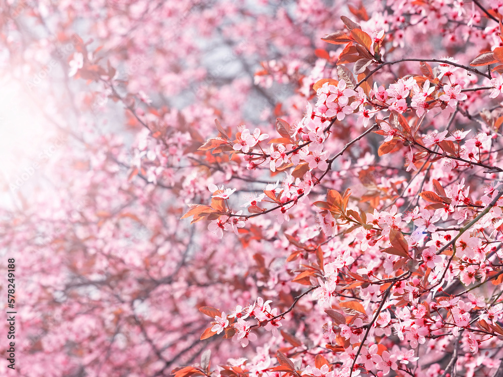 Pink spring blossom, pink cherry flowers in soft light Pink spring blossom, pink cherry flowers in soft light