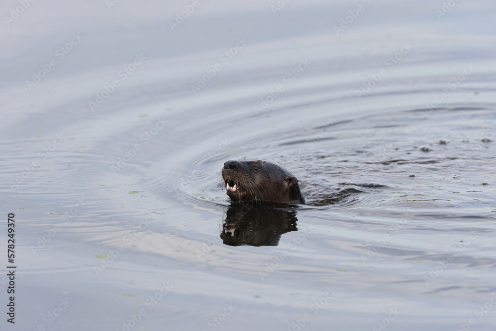 Fototapeta premium North American River Otter Florida USA