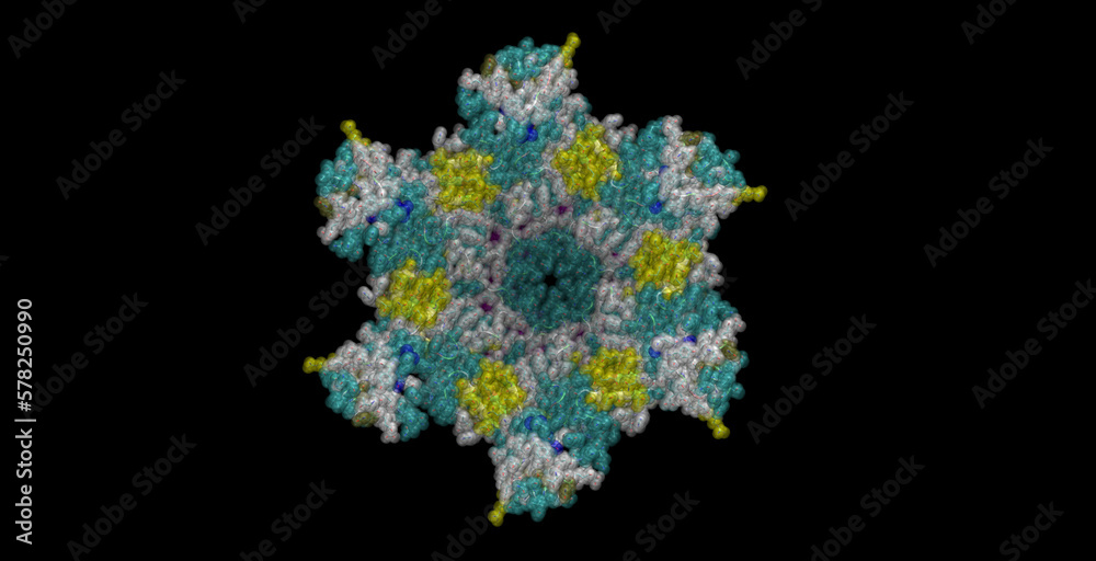 Gram-negative bacteria Actinobacillus actinomycetemcomitans, three-component drug efflux pump 3D protein molecule 4K