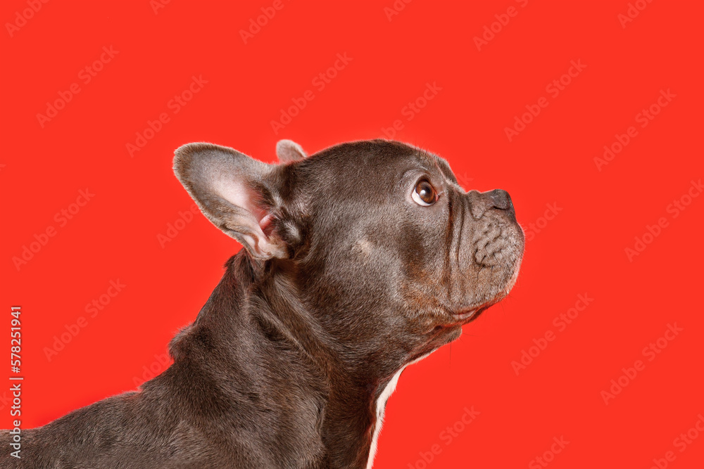 Fototapeta premium Healthy brachycephalic black French Bulldog dog with long nose on red background