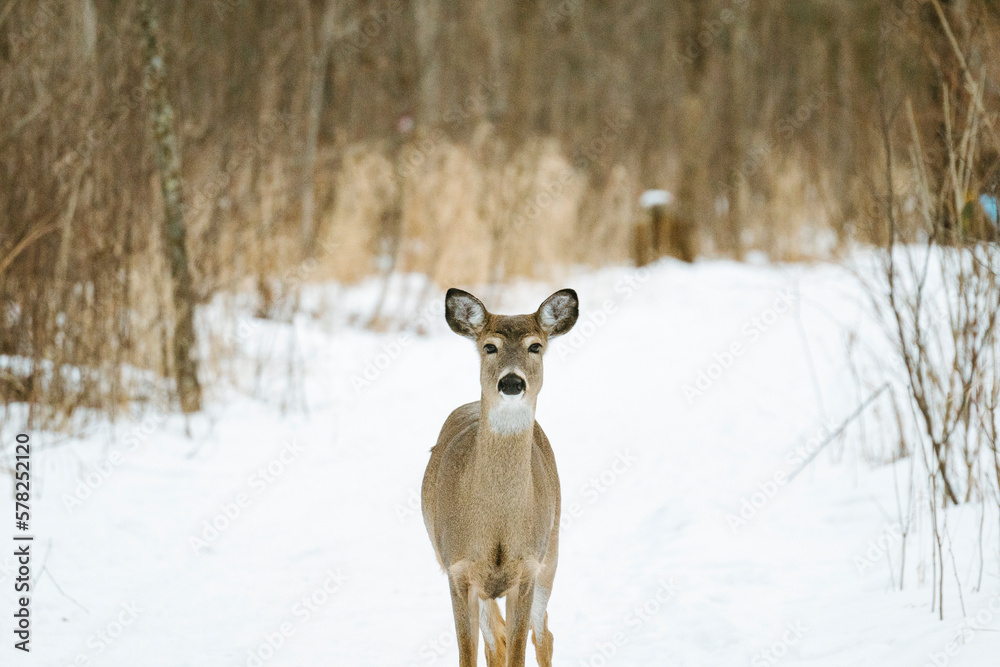Straight on view of a white-tailed deer standing in the snow Straight on view of a white-tailed deer standing in the snow