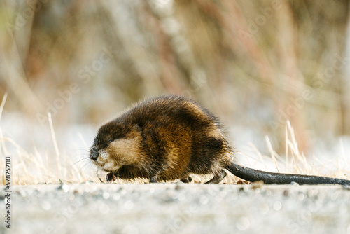 Closeup side view of a muskrat chewing on a stick