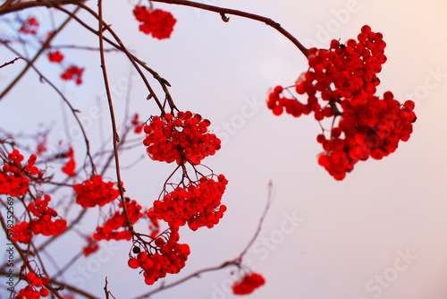 Snow-covered rowan berries. Lake of Sanabria photo