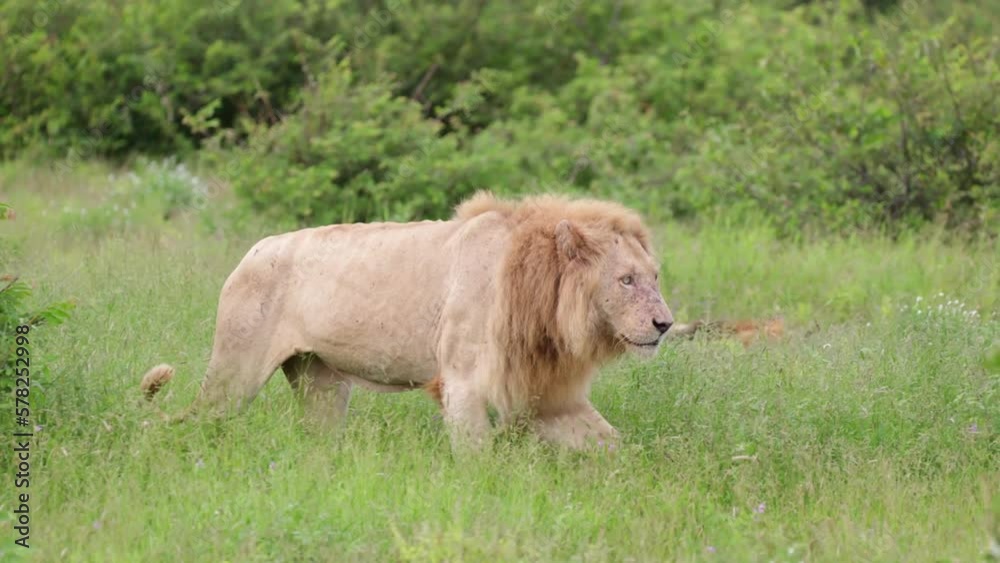 A White lion making his way through green grass A White lion making his way through green grass